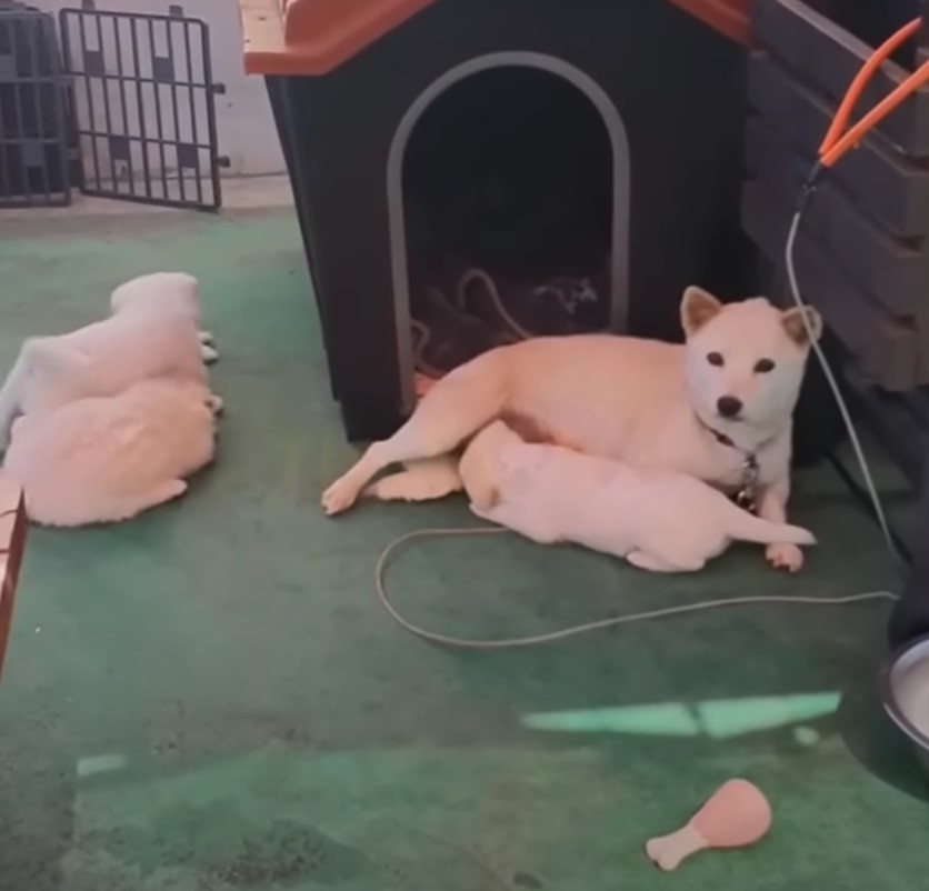 mother dog breastfeeding her baby