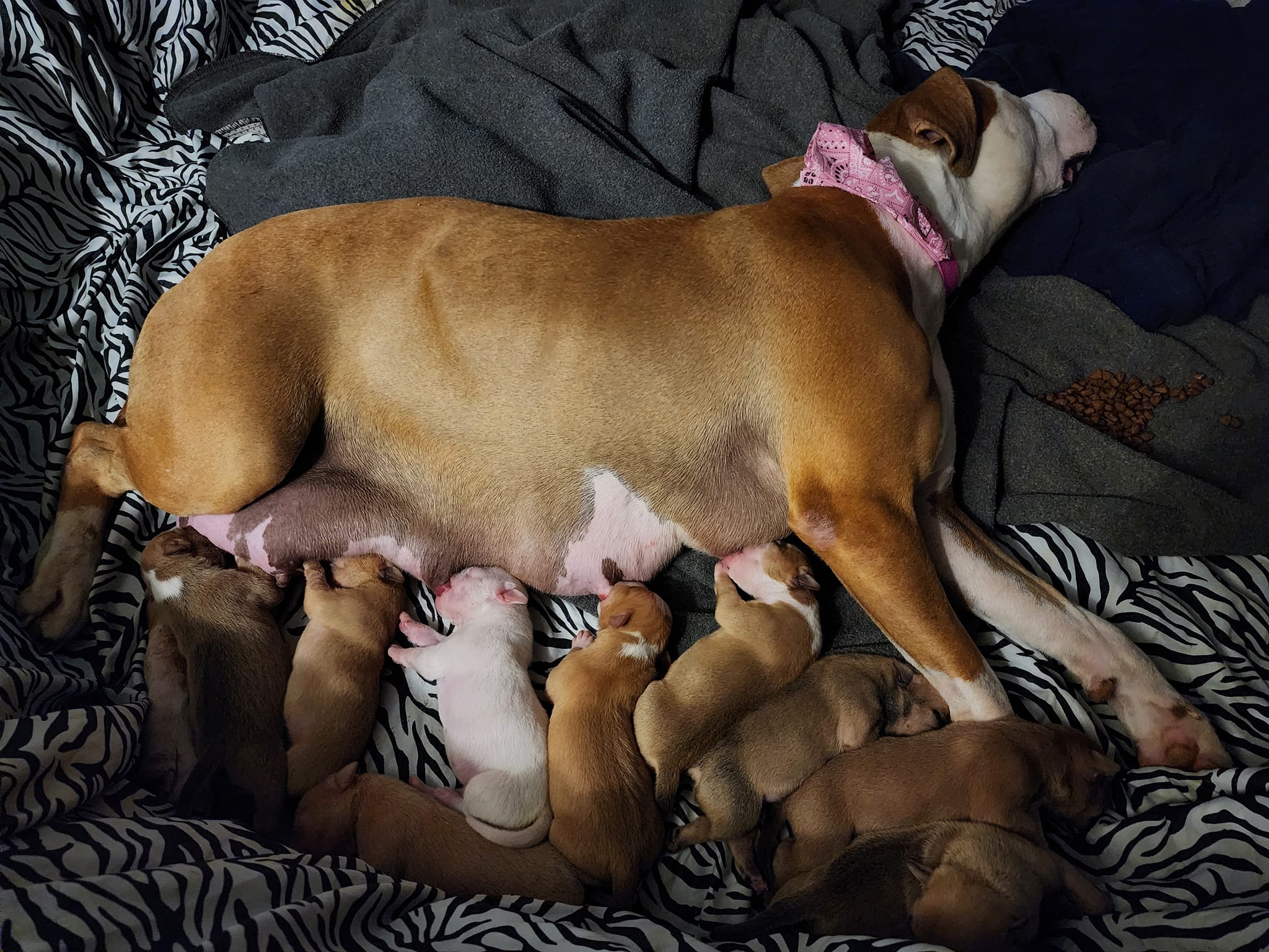 mother dog feeding newborns