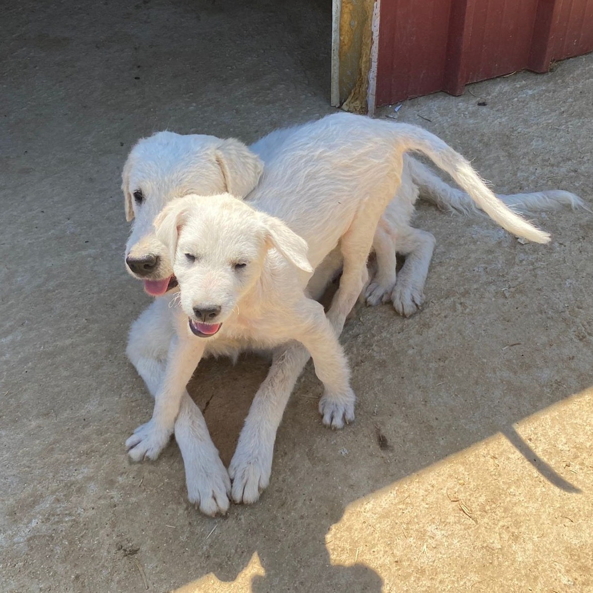 mother dog with her puppy