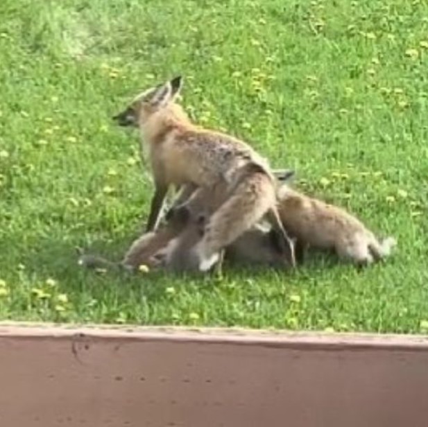 mother fox with her babies