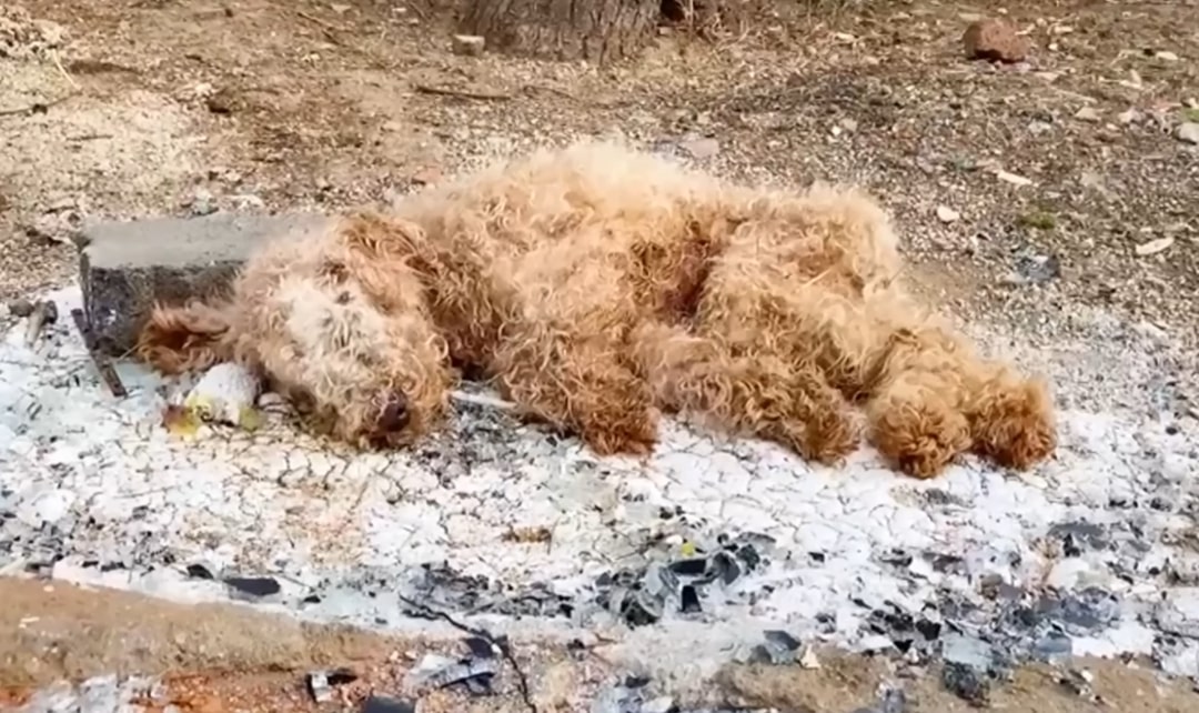 motionless dog in trash