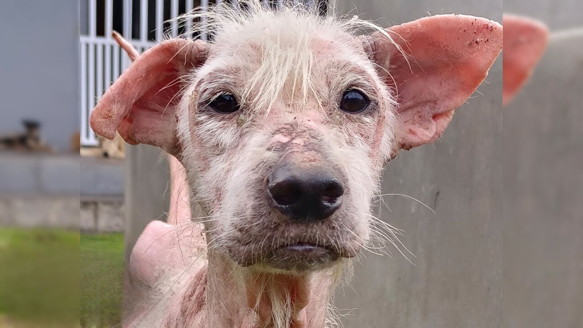 Naked Stray Pup Who Was Distrustful Of Humans Turns Into The Cuddliest Teddy Bear