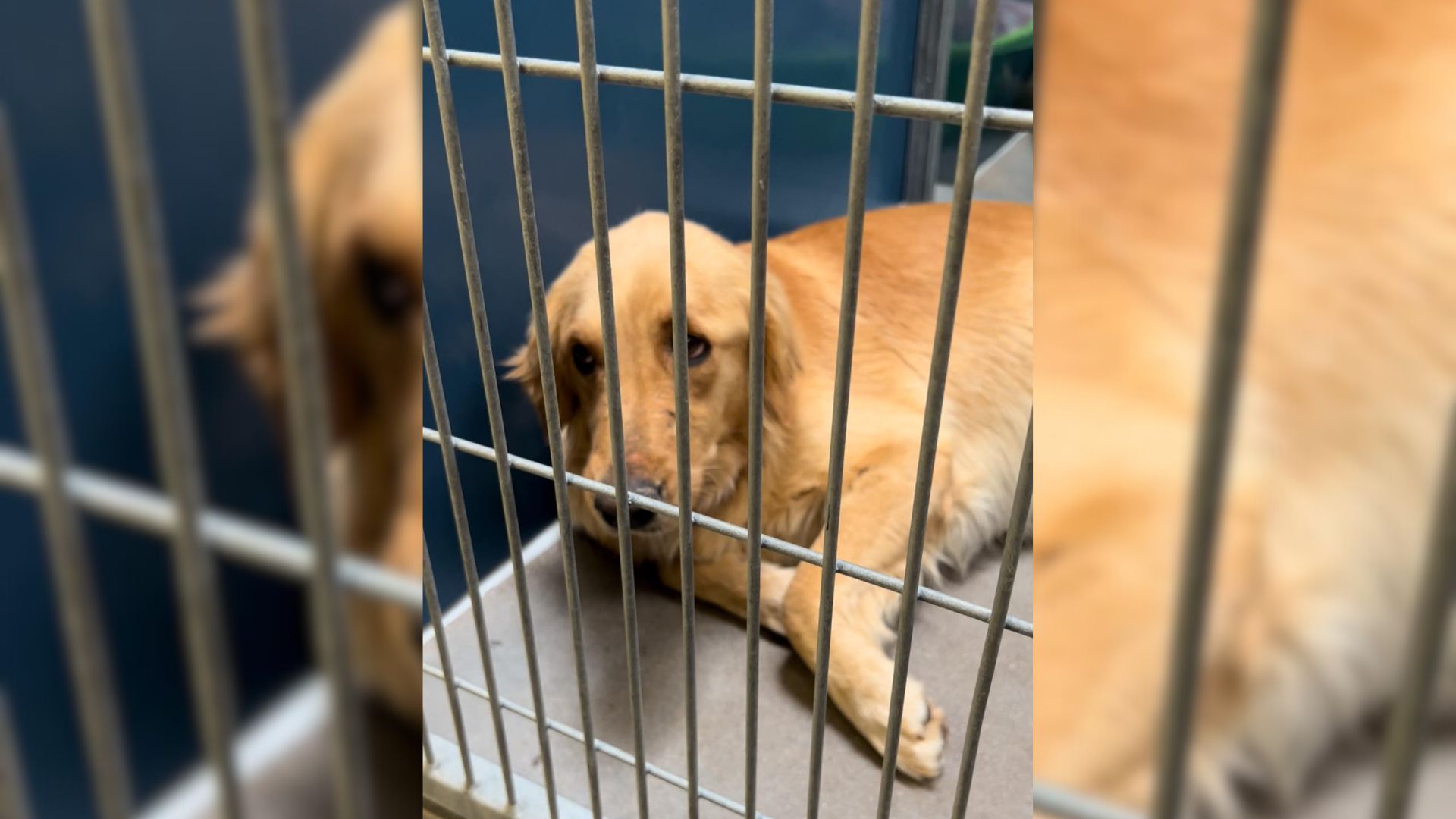 Adorable Mama Pup Was ‘Pancaked’ To Shelter Floor, Hoping Somebody Would Notice Her