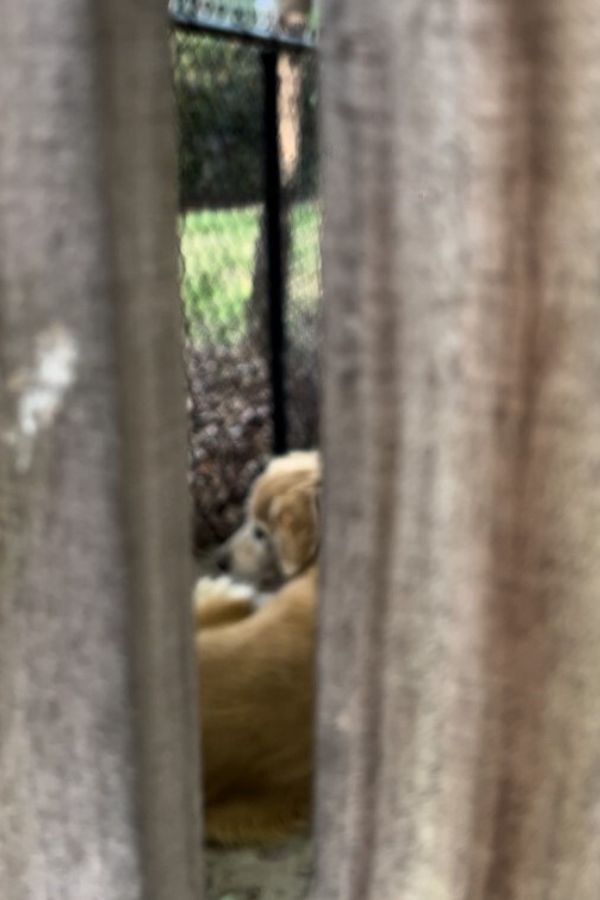 neglected golden retriever