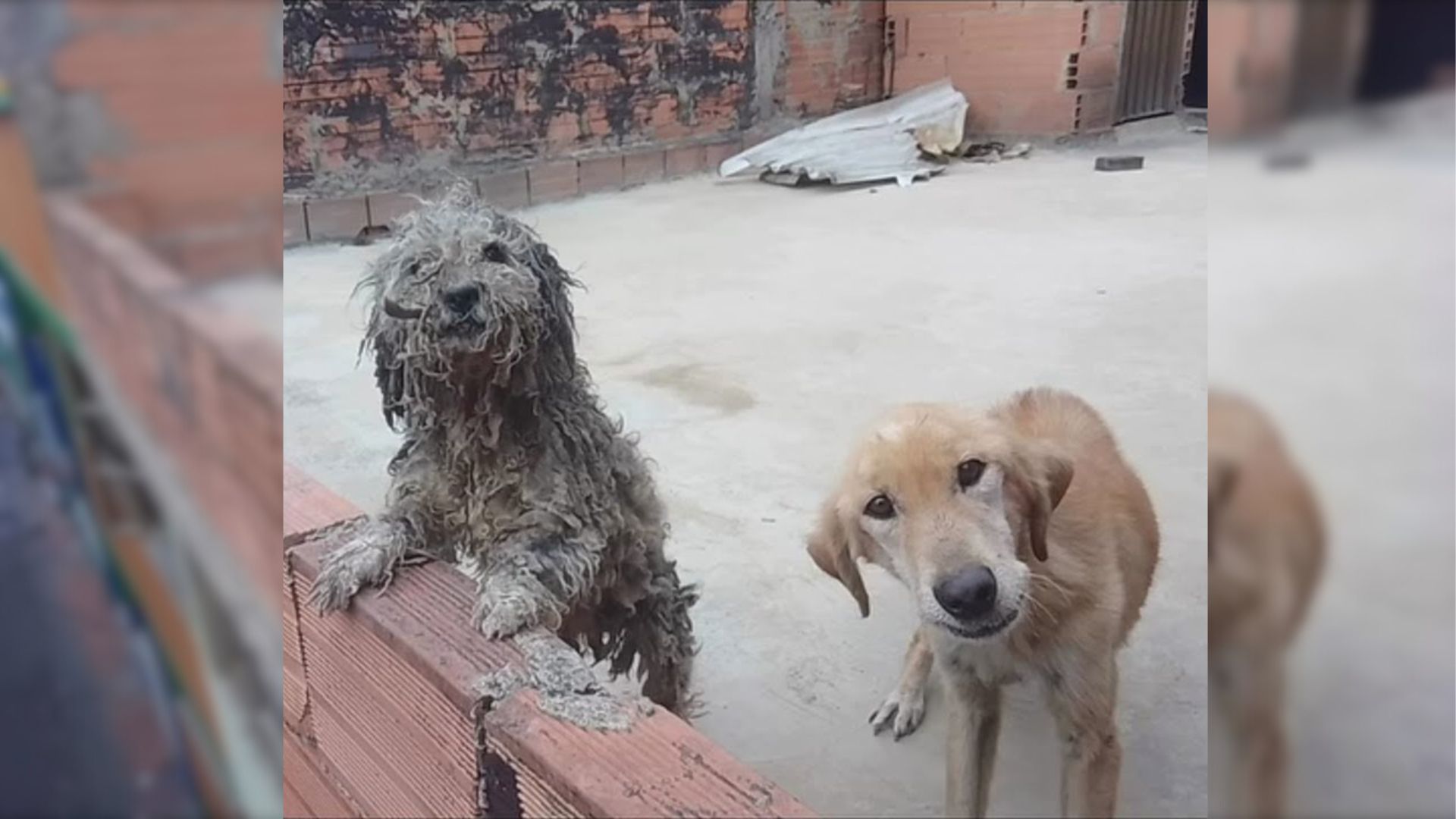 Shocked Neighbors Notice Two Furry Faces Peeking From The Rooftop, Begging For Help