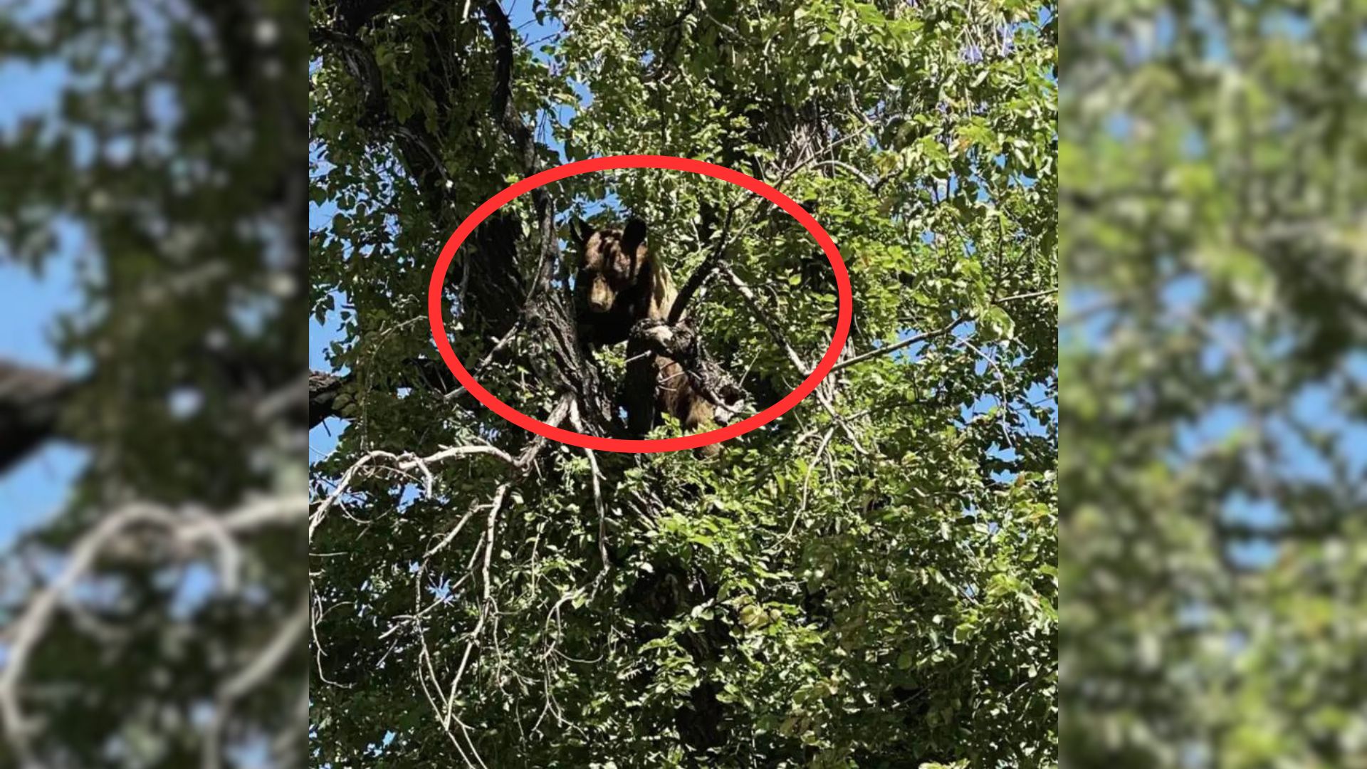 Neighbors Were Shocked When They Saw Someone Huge Hiding In A Tree Above Them