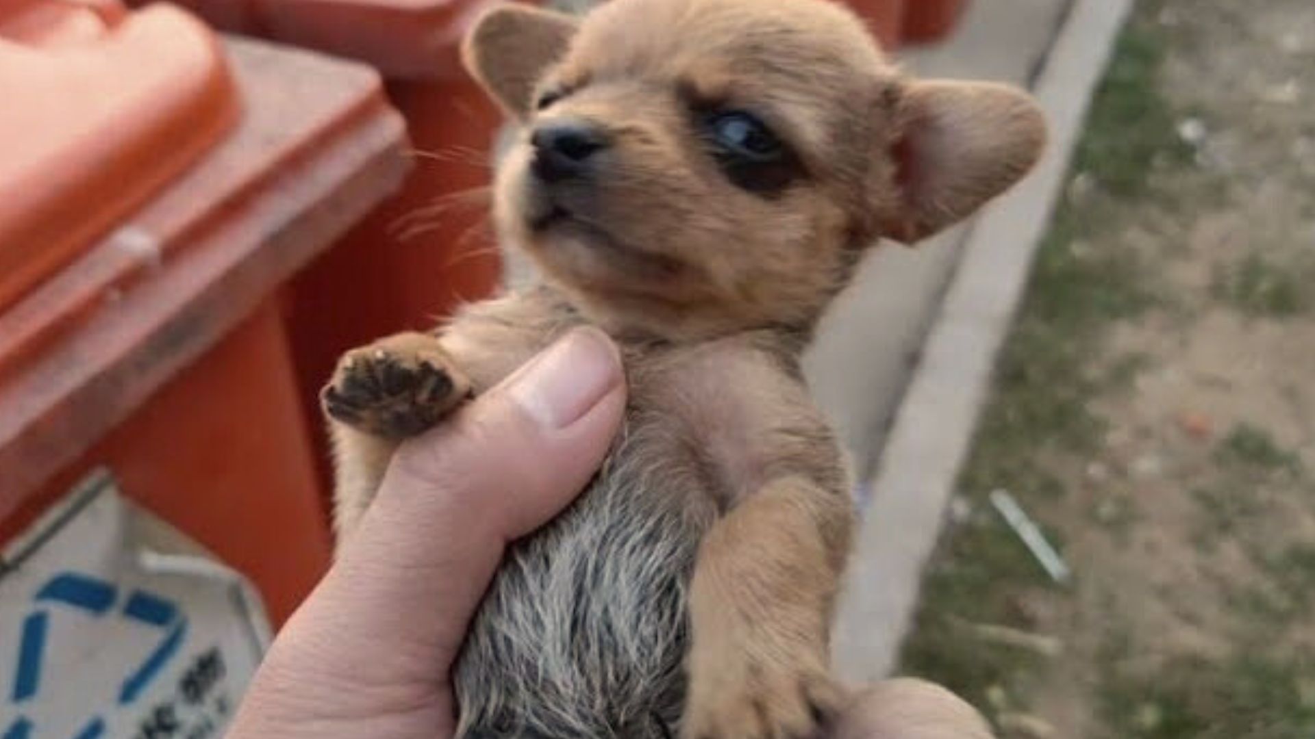 Rescuer Heartbroken To Find Abandoned Newborn Puppy Next To A Trash Can