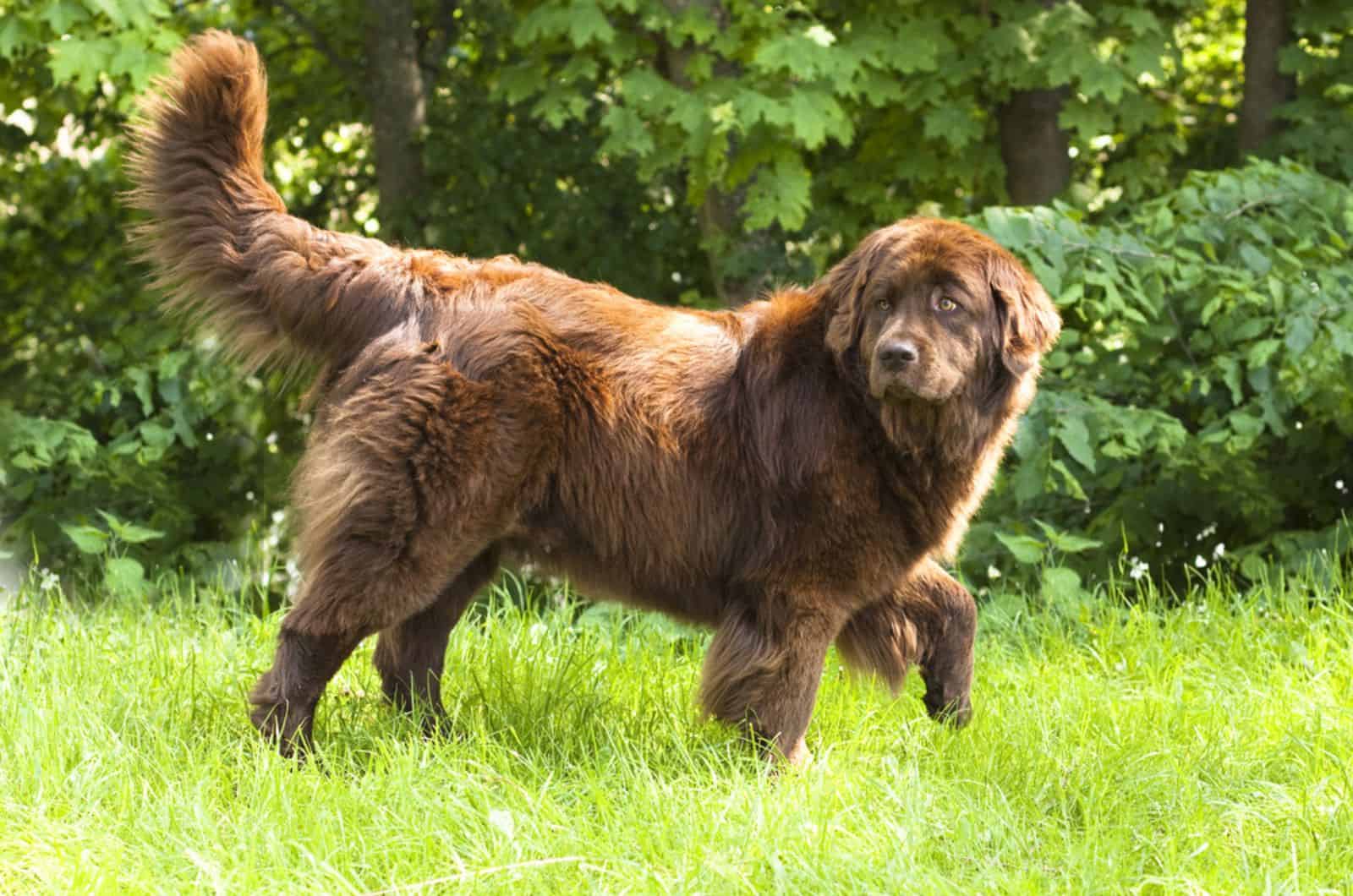 newfoundland dog i nature