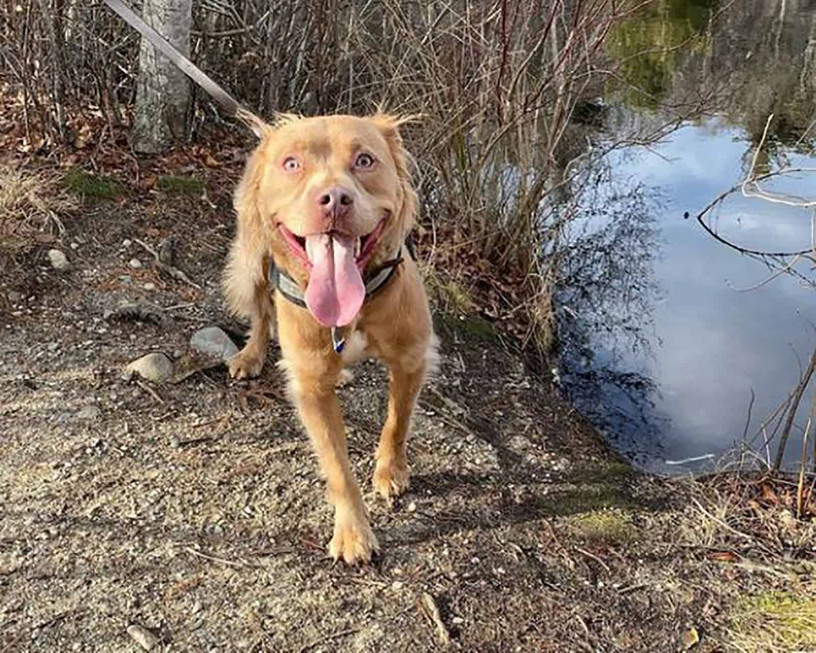 nova scotia duck tolling retriever pitbull mix