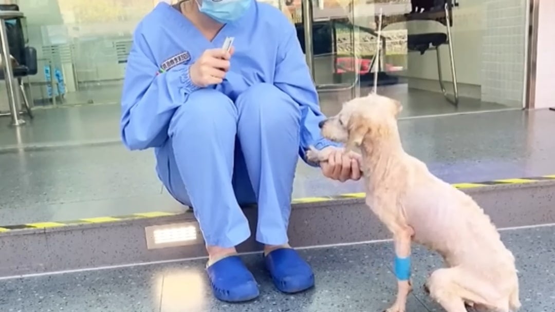 nurse and a puppy sitting