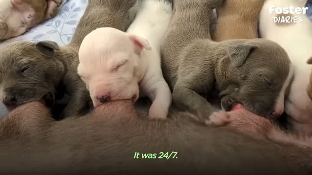 nursing mother and her puppies