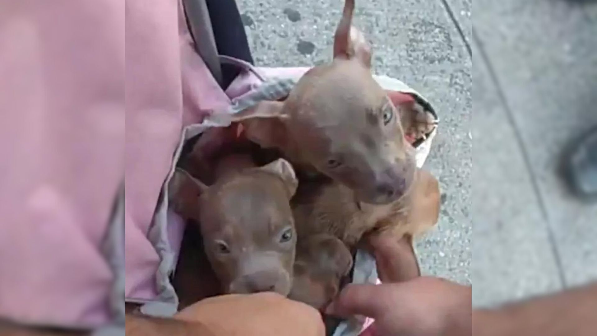 NYPD Saves 6 Pitbull Puppies From Overheating After Woman Attempts To Sell Them In A Bag