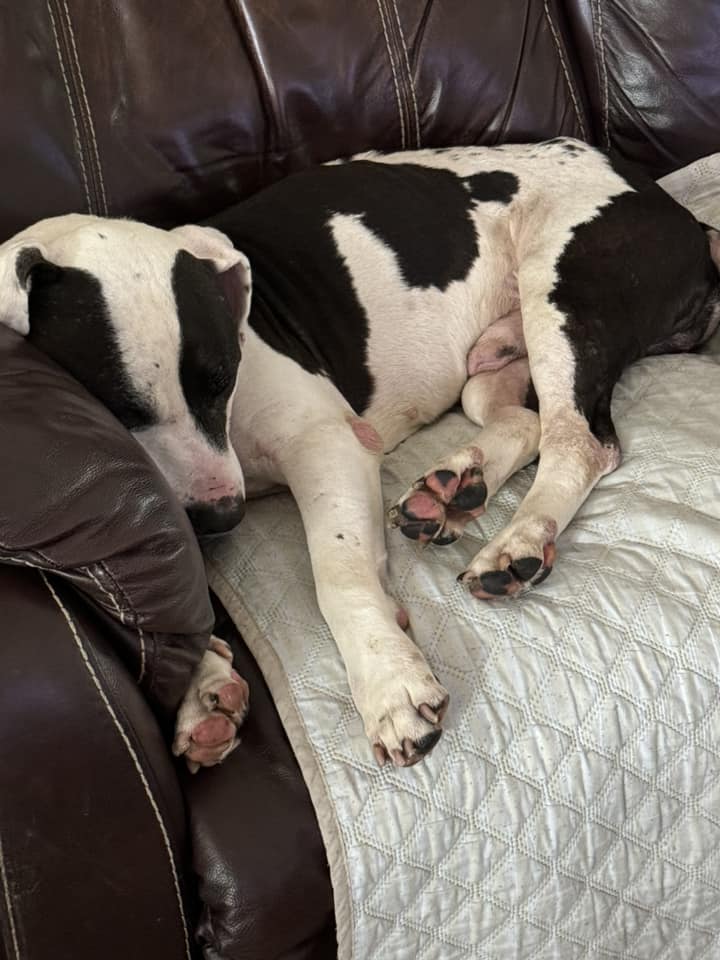 old dog laying on a bed