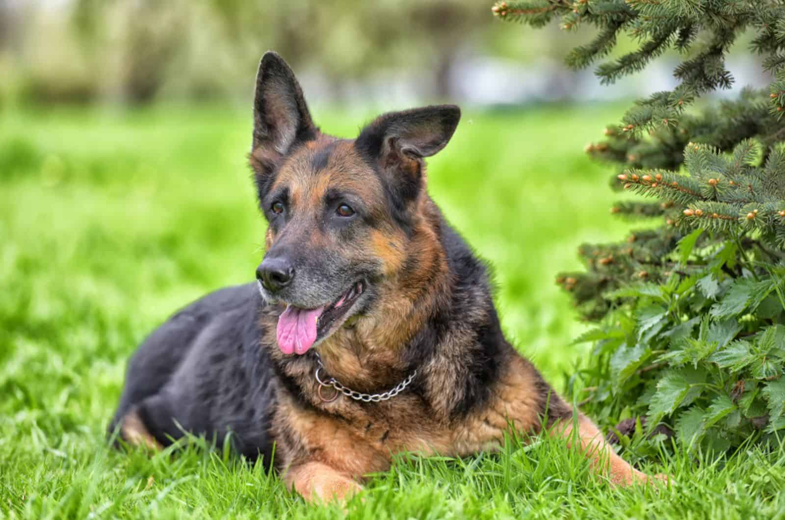 old german shepherd in the park