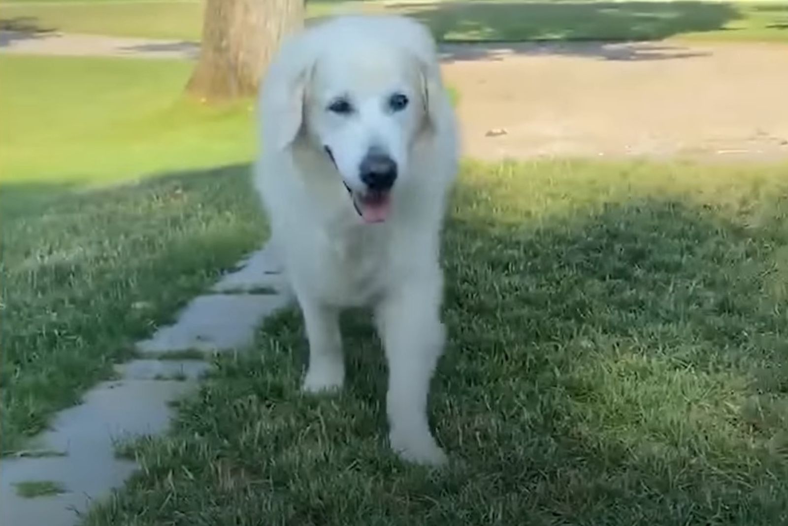 oliver the golden retriever on the grass