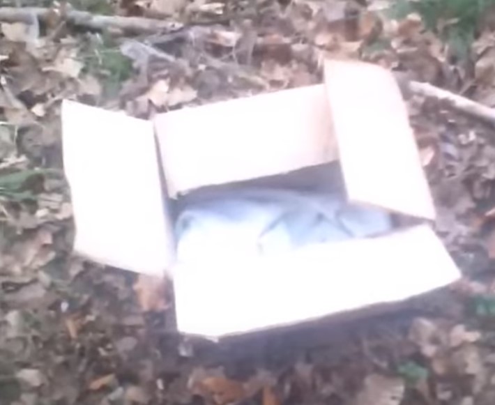 open box in the forest