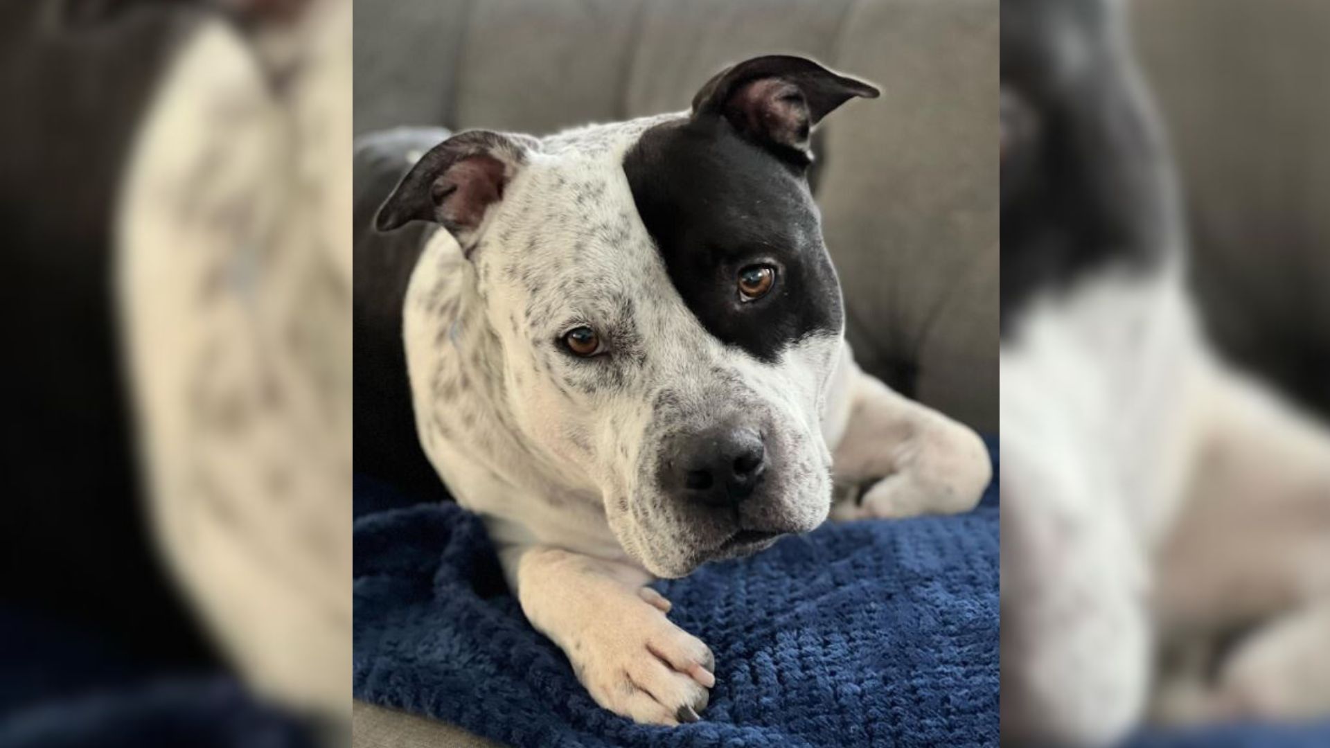 The Dog Nobody Wanted Was Saved From Euthanasia, Now Has The Perfect Family