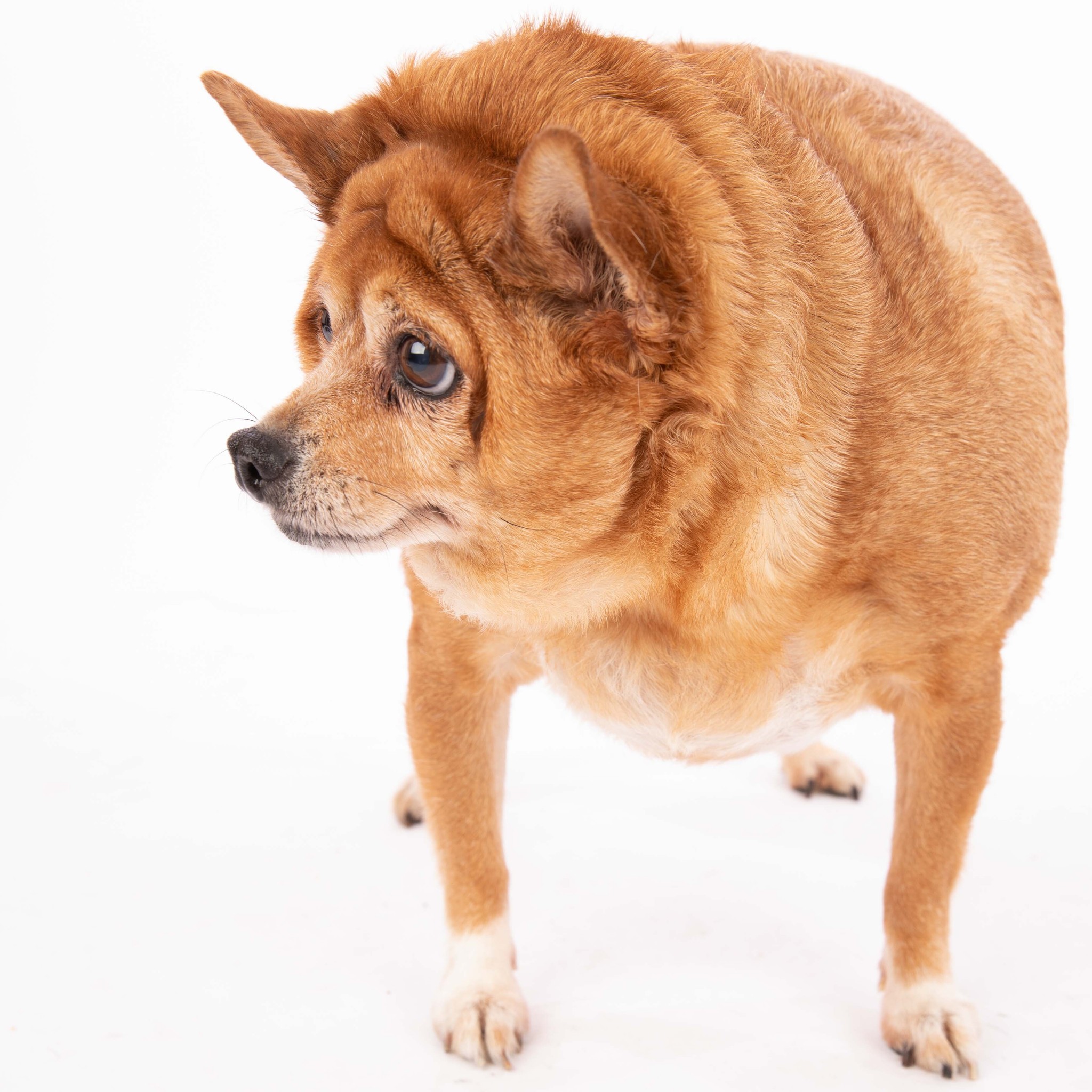 overweight chihuahua