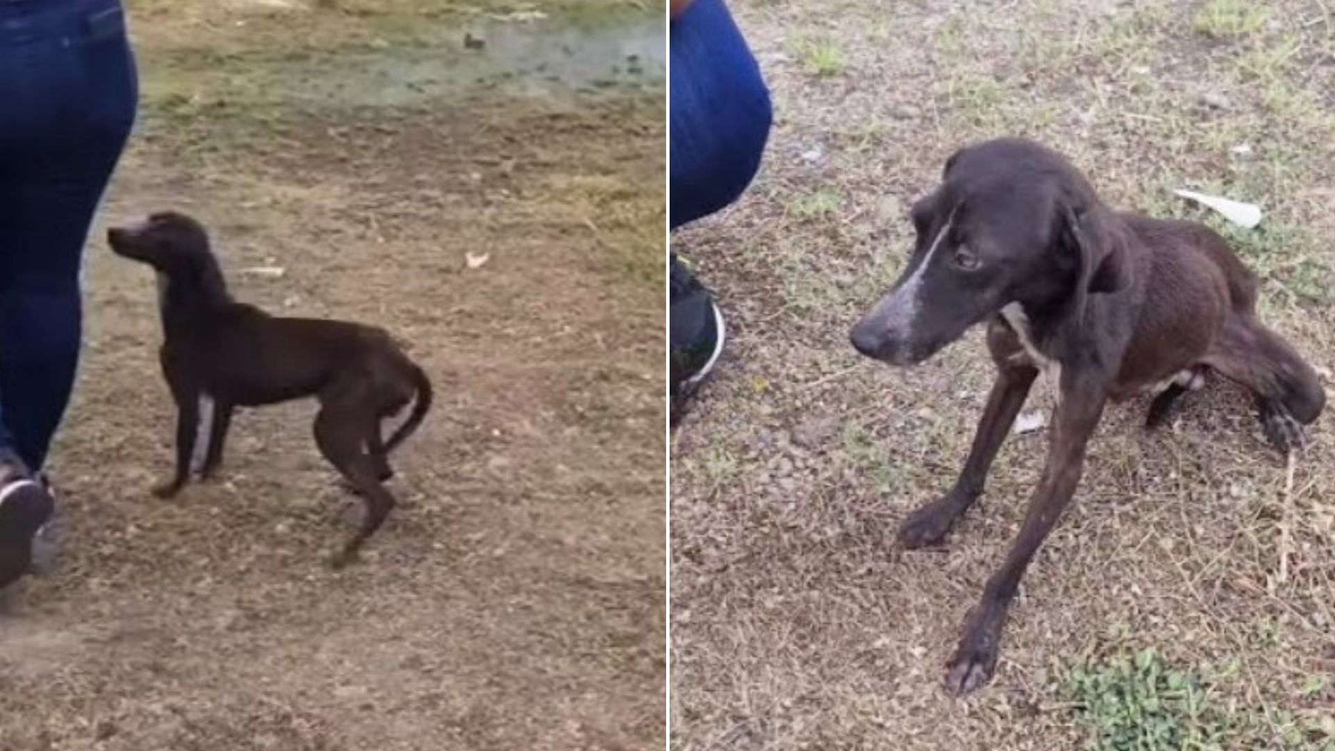 Owner Abandoned His Dog Because He ‘Chased Chickens’ But A Kind Rescuer Rushed To Help Him