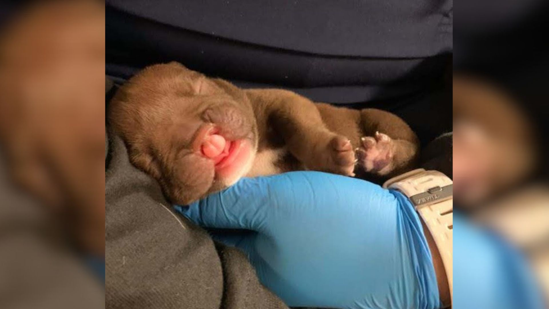 Rescuers Were Shocked To Find Abandoned Puppy With A Cleft Lip So They Came To His Aid