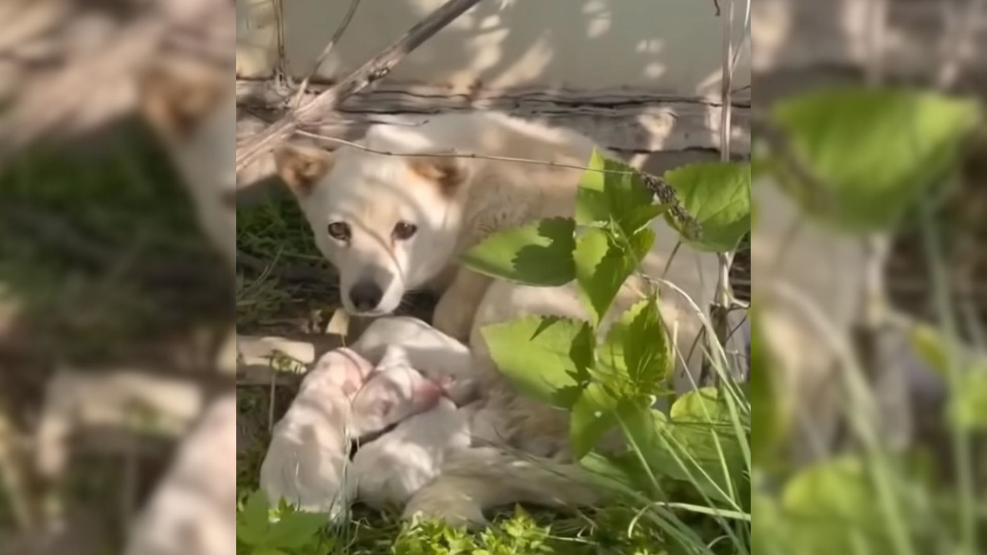 Owner Heartlessly Abandoned Mother Dog And Her Babies But Good Souls Came At The Right Time