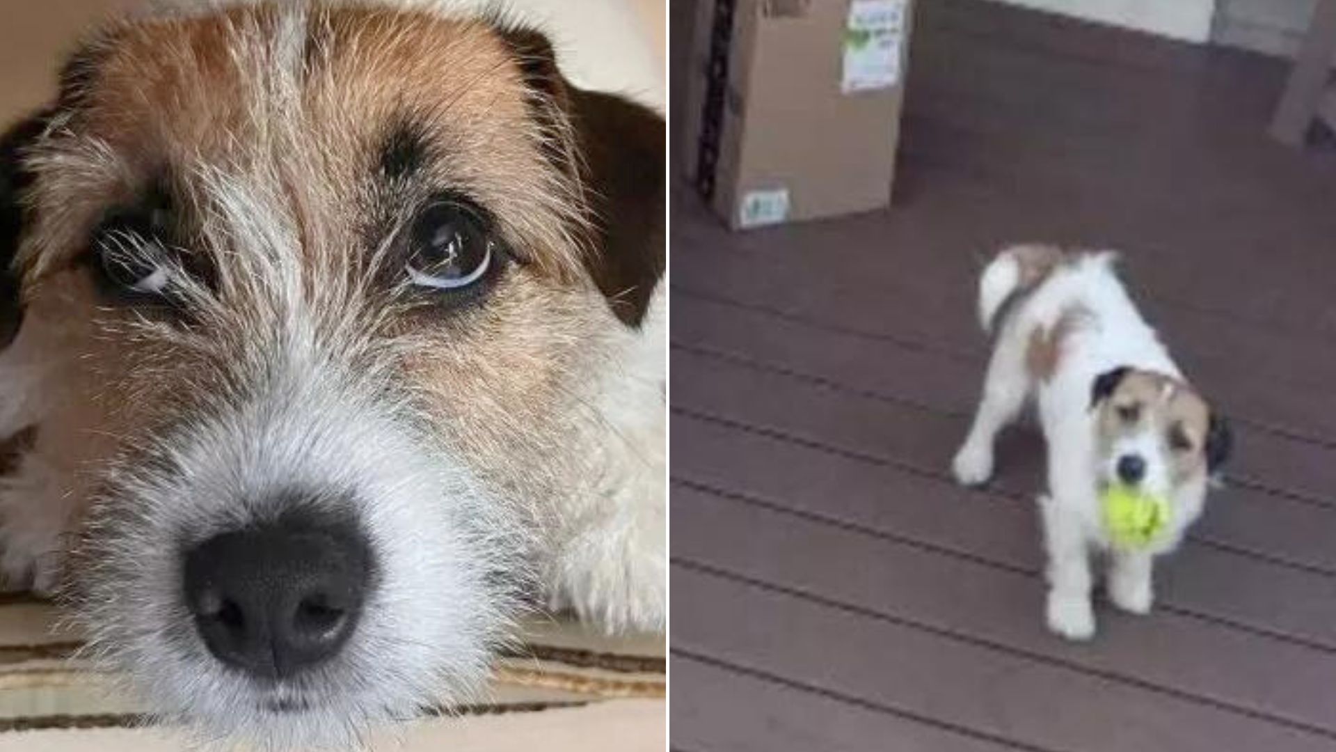 Owner Noticed His Dog Ran Off Outside With A Ball As Soon As The Delivery Driver Rang The Doorbell