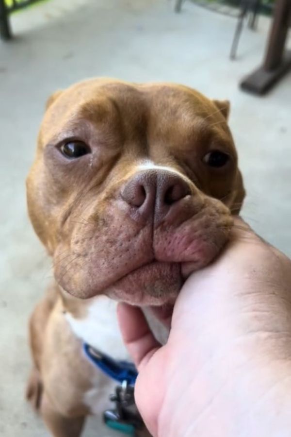 owner petting brown dog