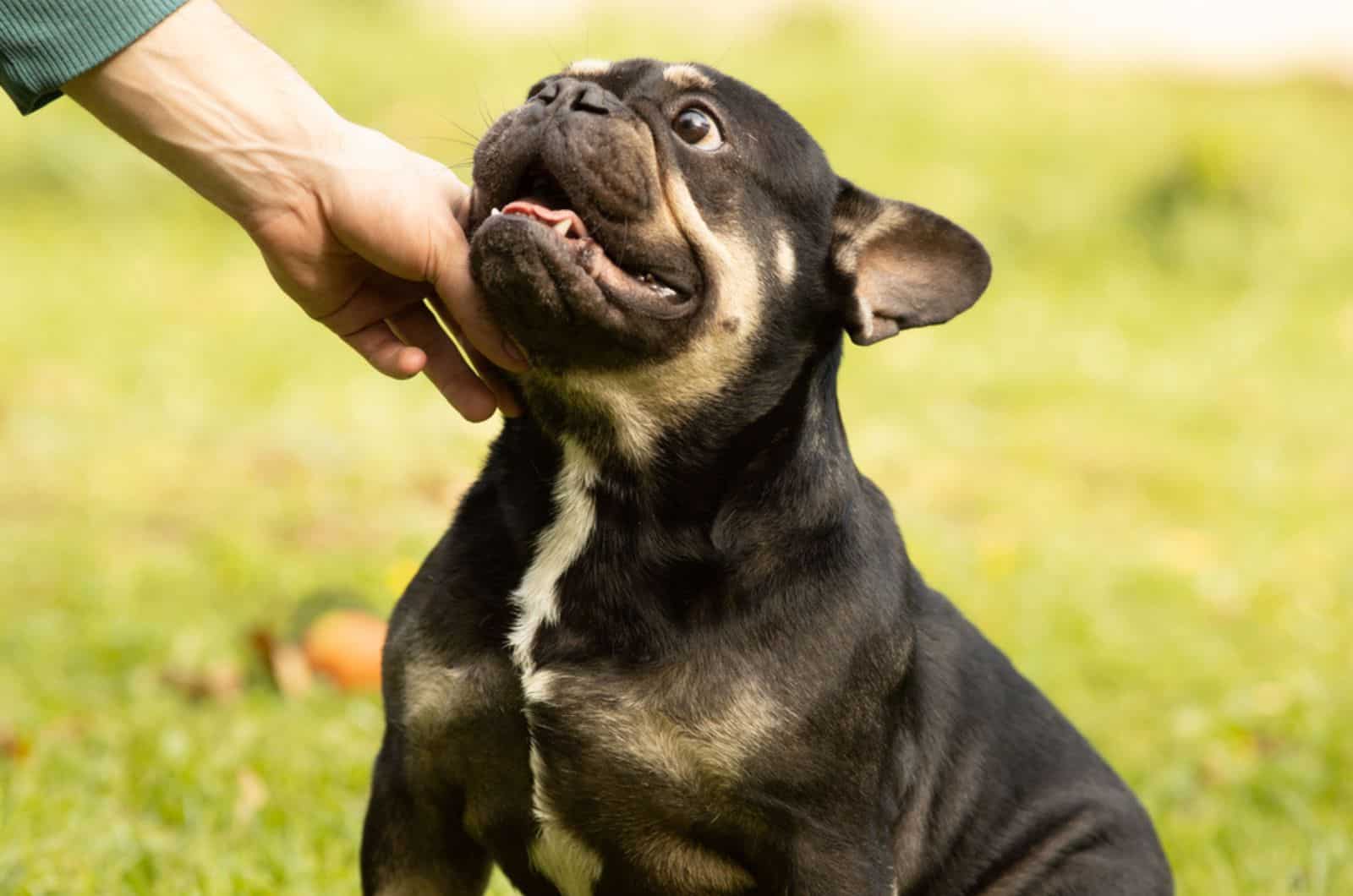 owner playing with his french bulldog in the park