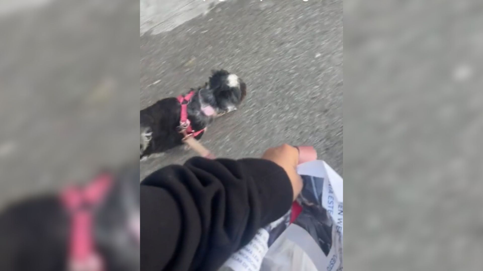 Owner Reunited With Missing Pup Takes Her On A Walk To Remove All Of Her ‘Lost Dog’ Posters