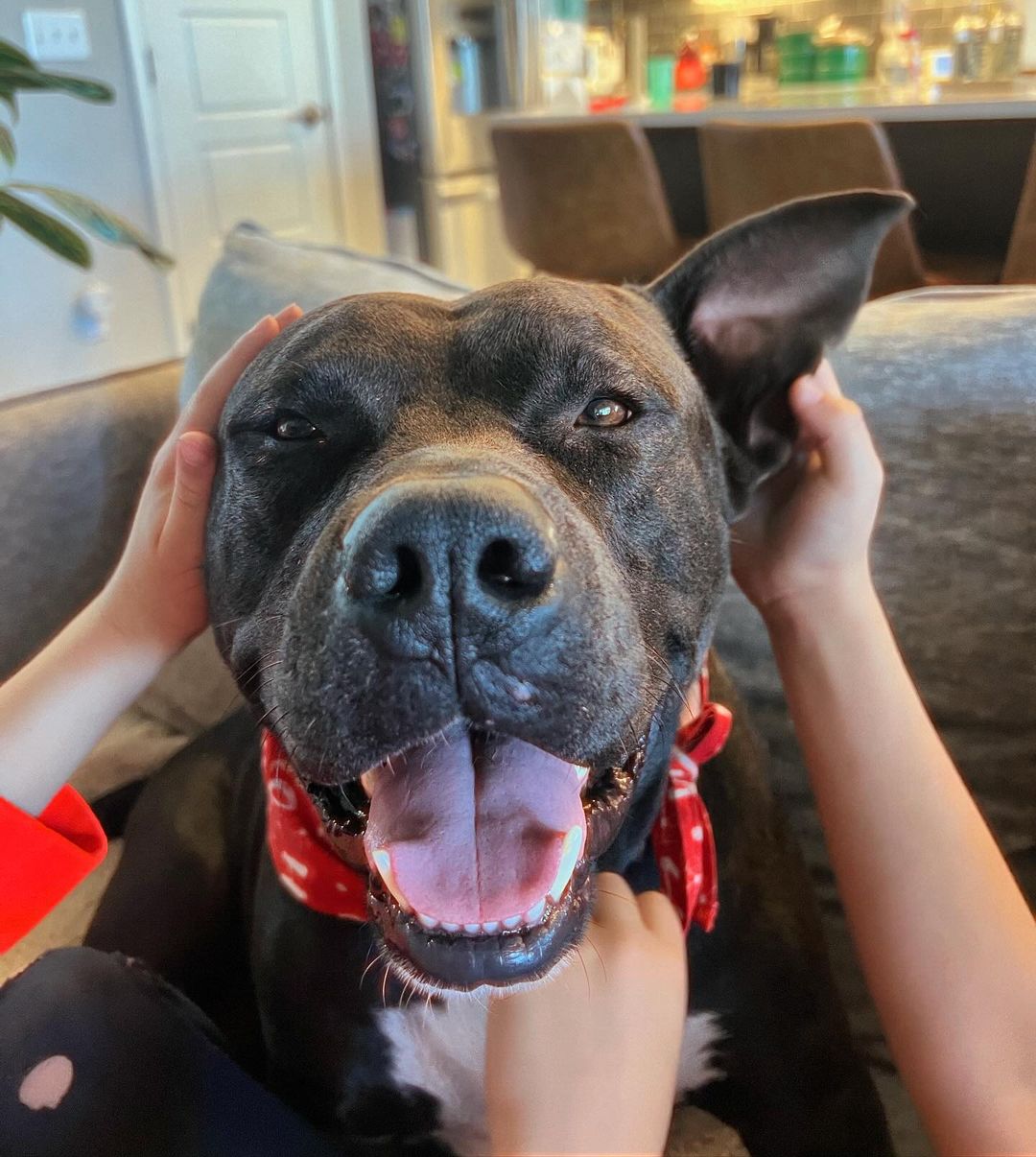 owners petting cute black dog