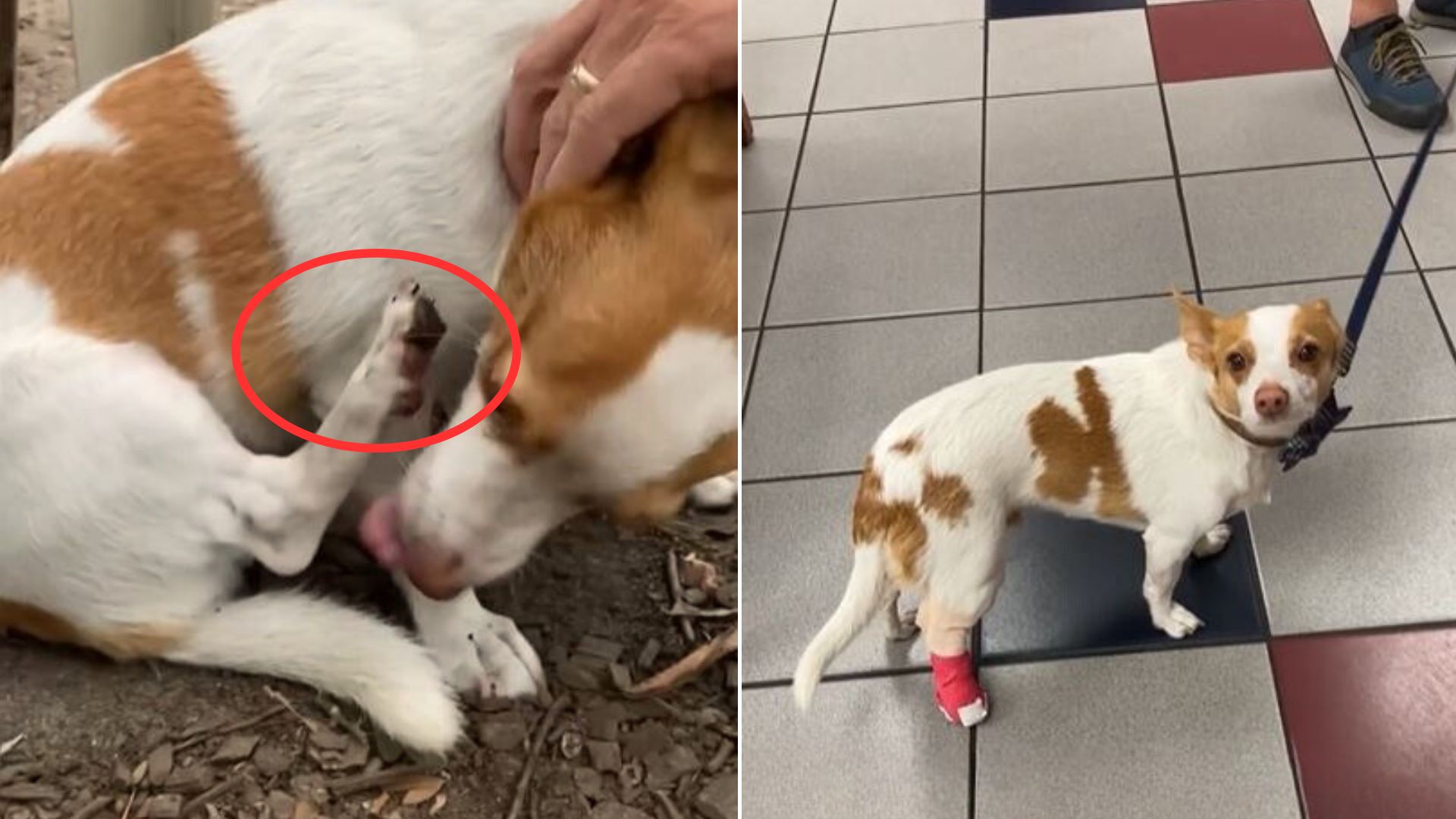 Owners Were Shocked By A 150$ Bill At The Vet When They Realized What Their Dog’s Injury Really Was