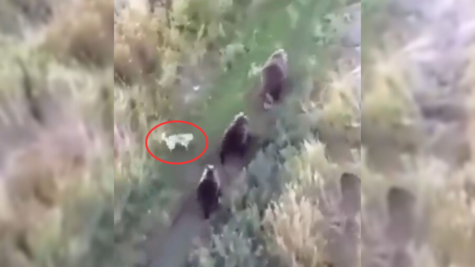 Owners Were Watching Drone Footage And Suddenly Realized Their Husky Made New Friends