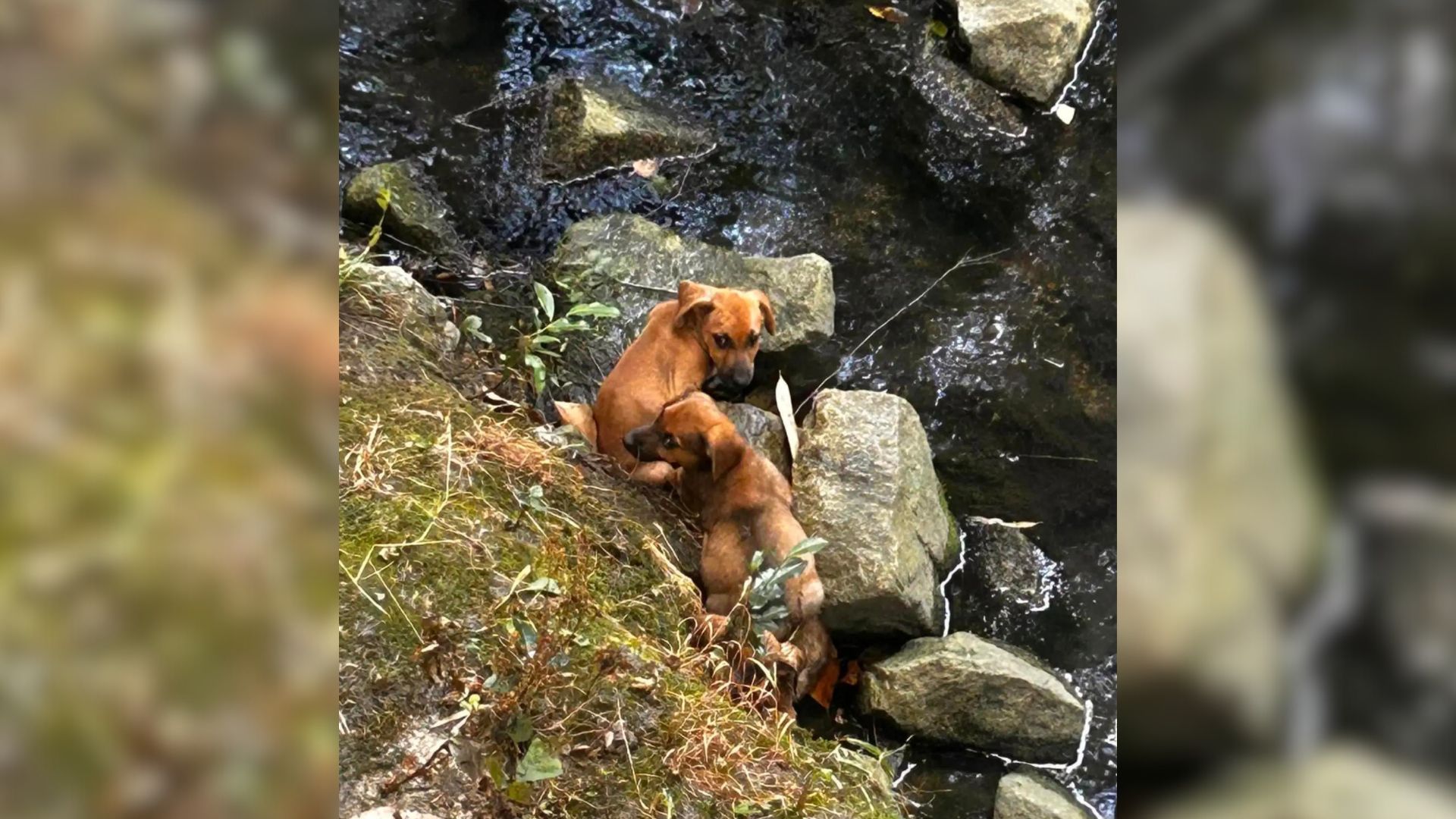 Park Visitors Jumped Into Action When They Saw The Fur Babies Trapped By The Water