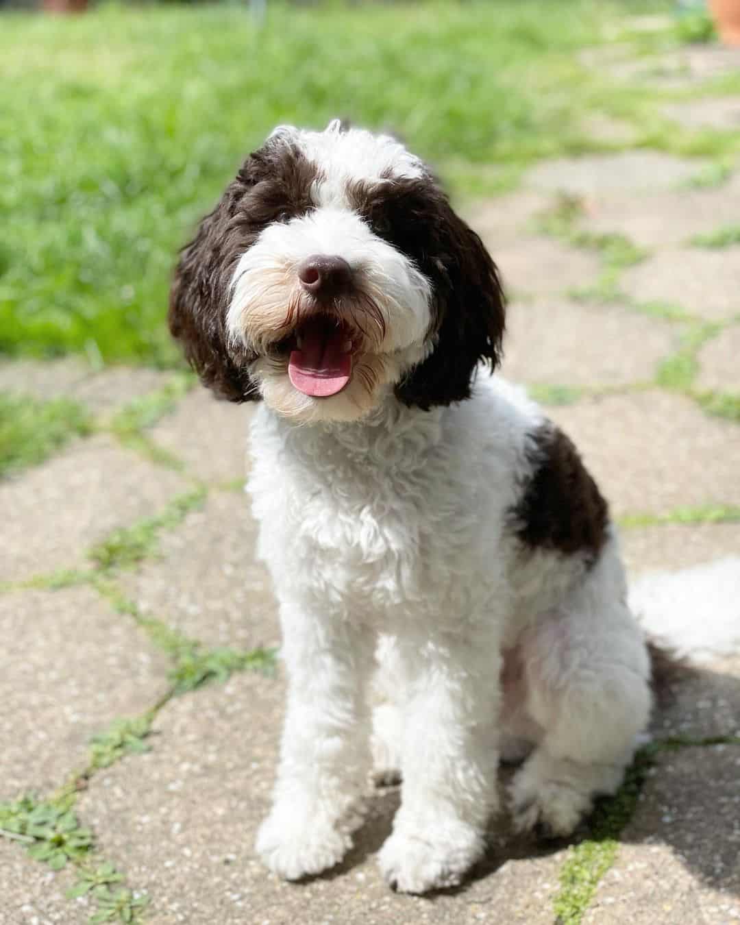 Parti-colored Cockapoo