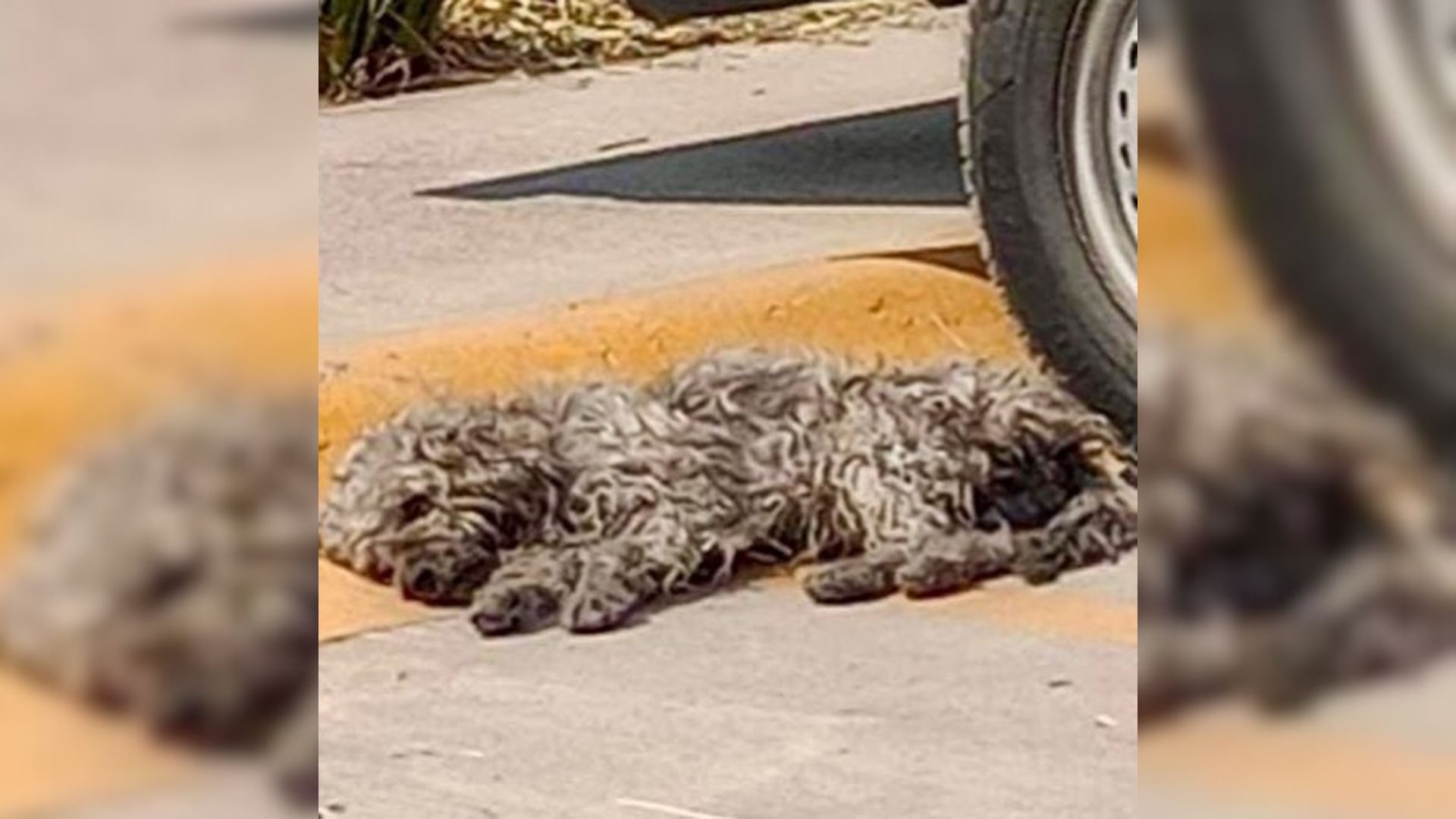 Passerby Found Something Furry Lying Under A Car So He Decided To Check It Out