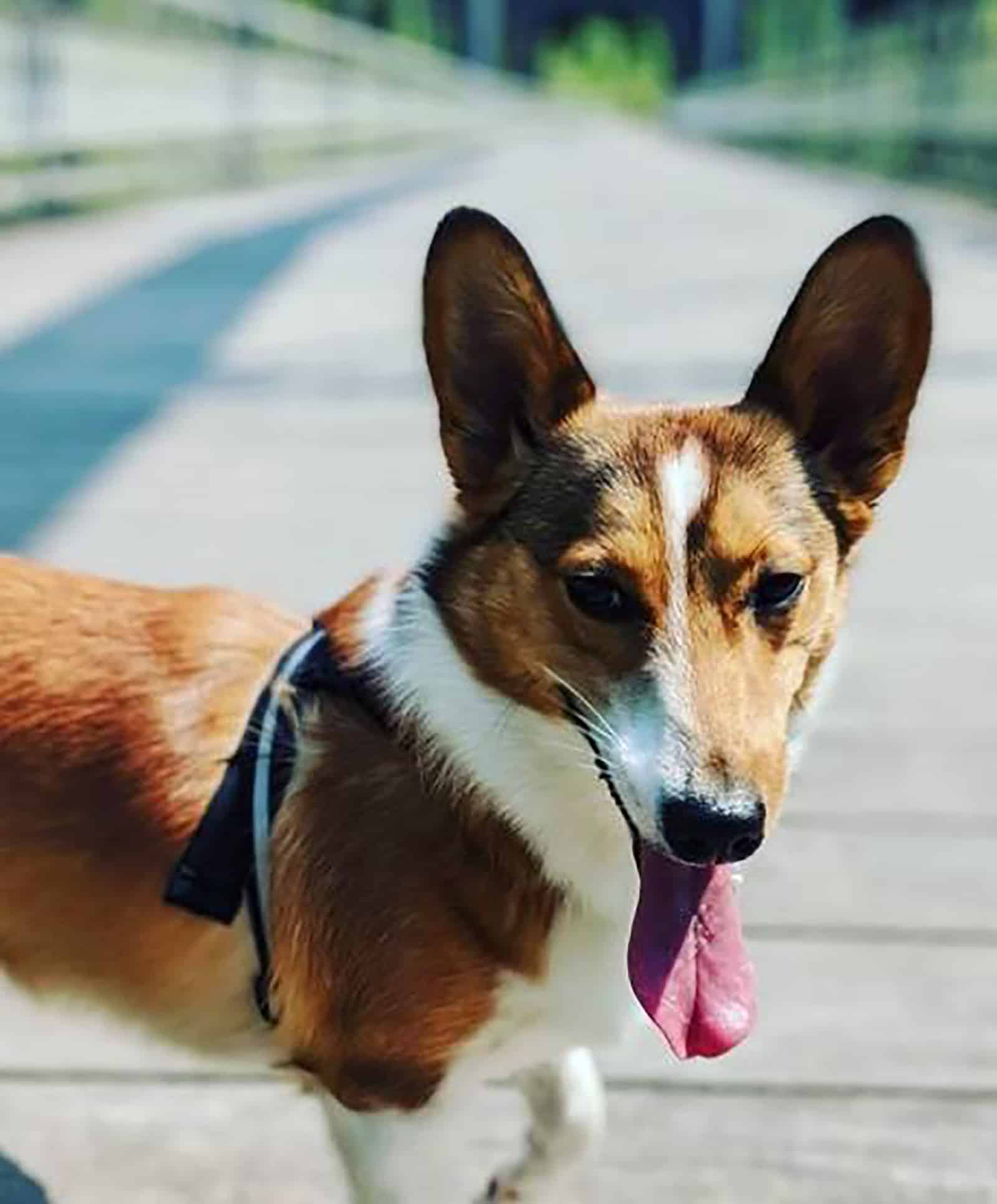 pembroke sheltie