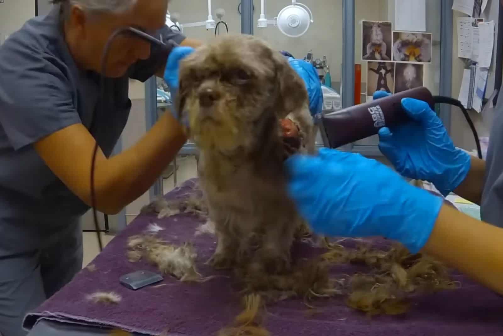 People shaving dog