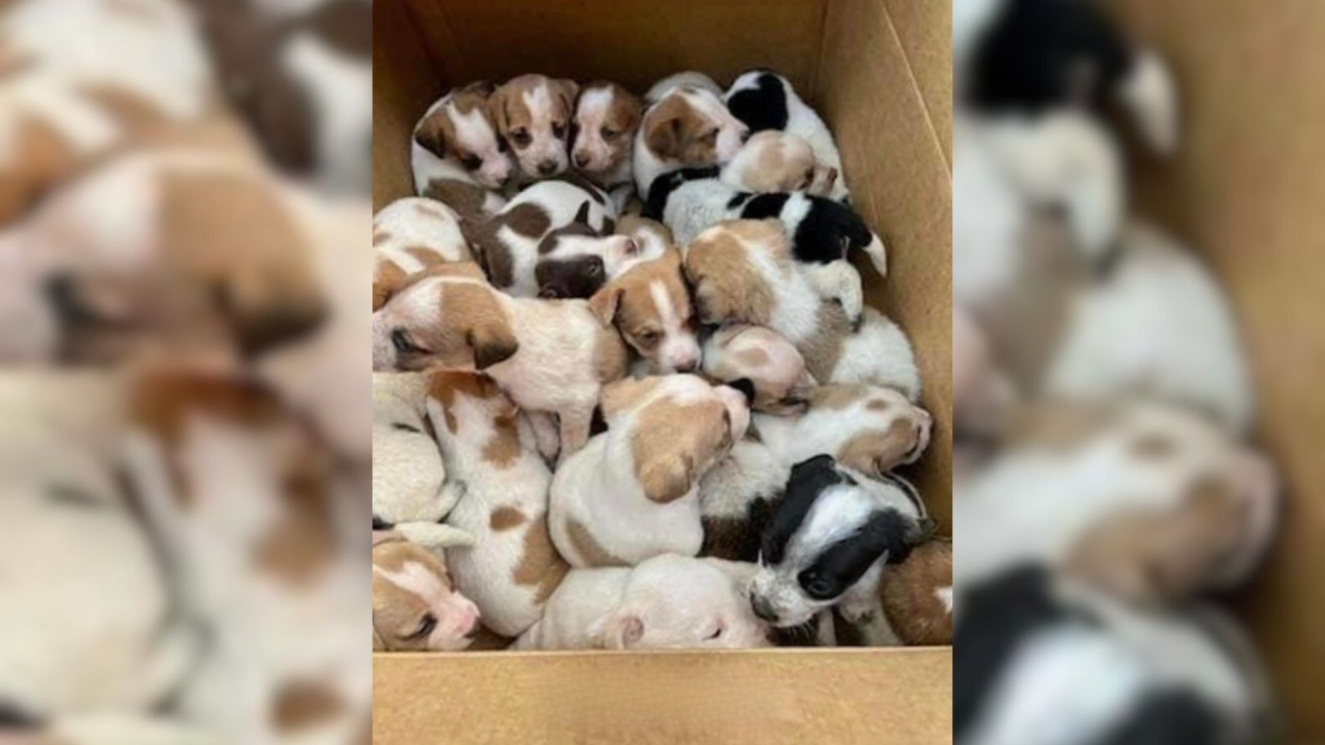 Rescuers Were In Disbelief When They Found 30 Small Puppies Left In A Box Near A Road