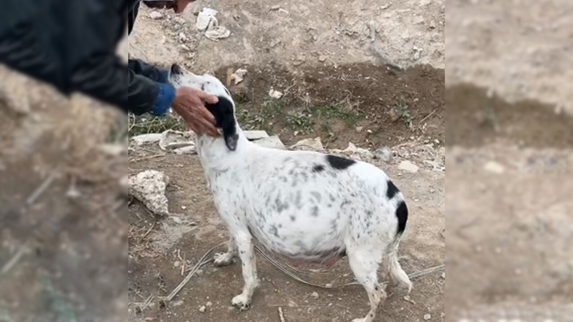 People Were Surprised To Meet A Desperate Dog Who Was Pleading For Help In The Middle Of Nowhere