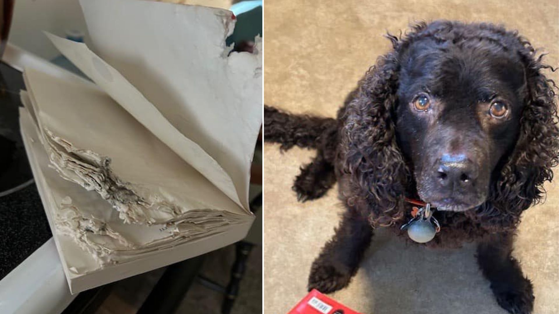 Pet-Friendly Library Forgives Damage Fees If You Show Them The Dog Who Destroyed The Book