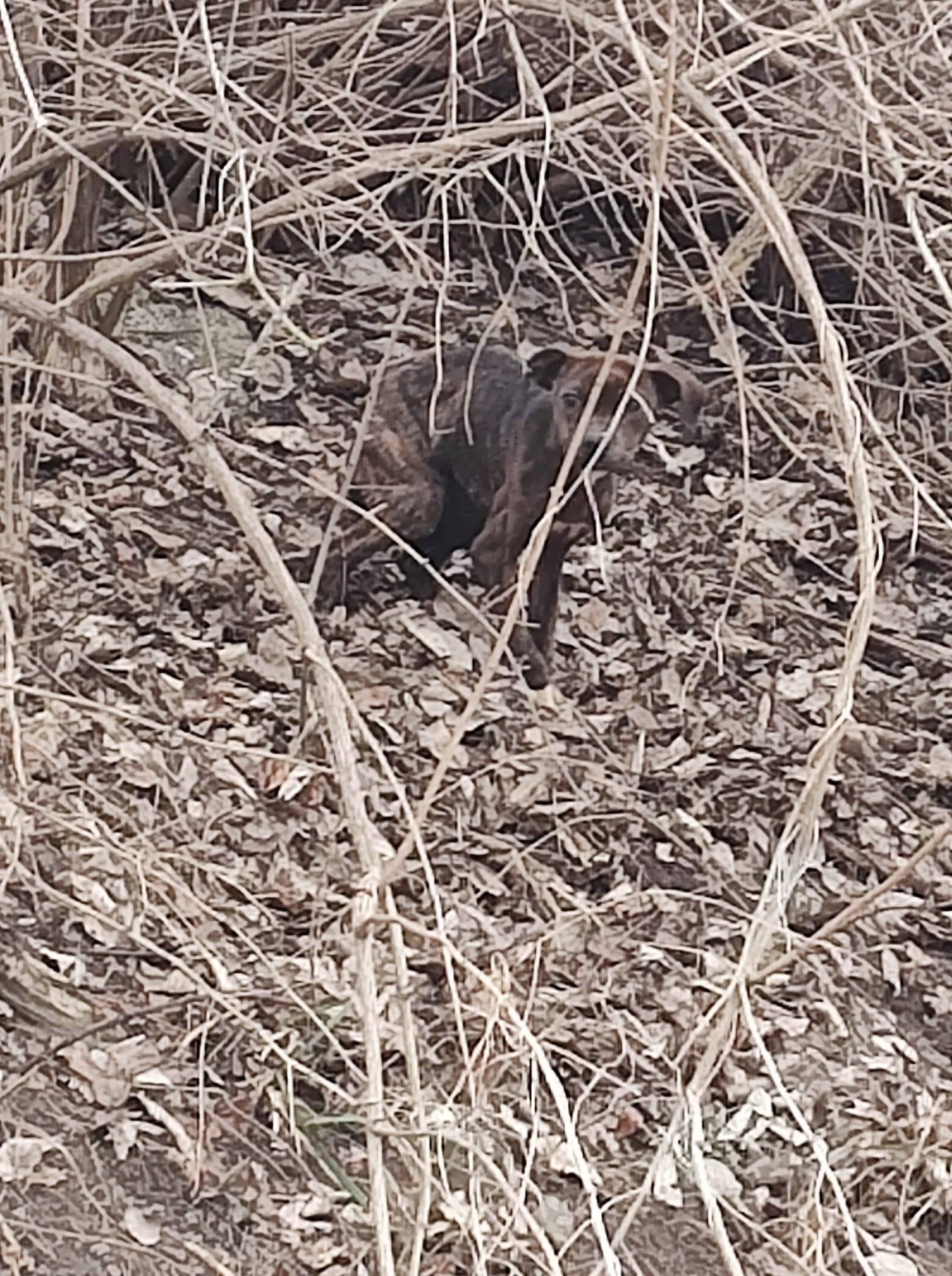 photo of a dog hiding in the woods