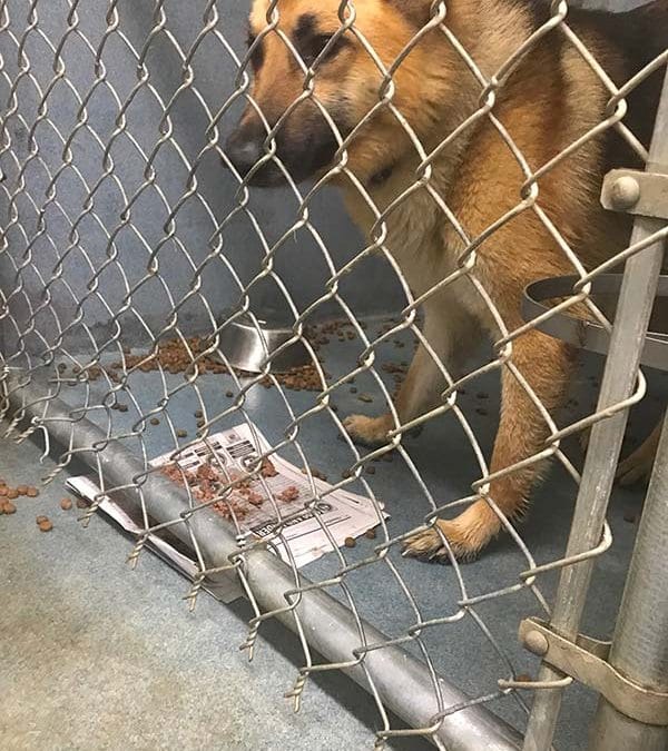 photo of a poor gsd at the shelter