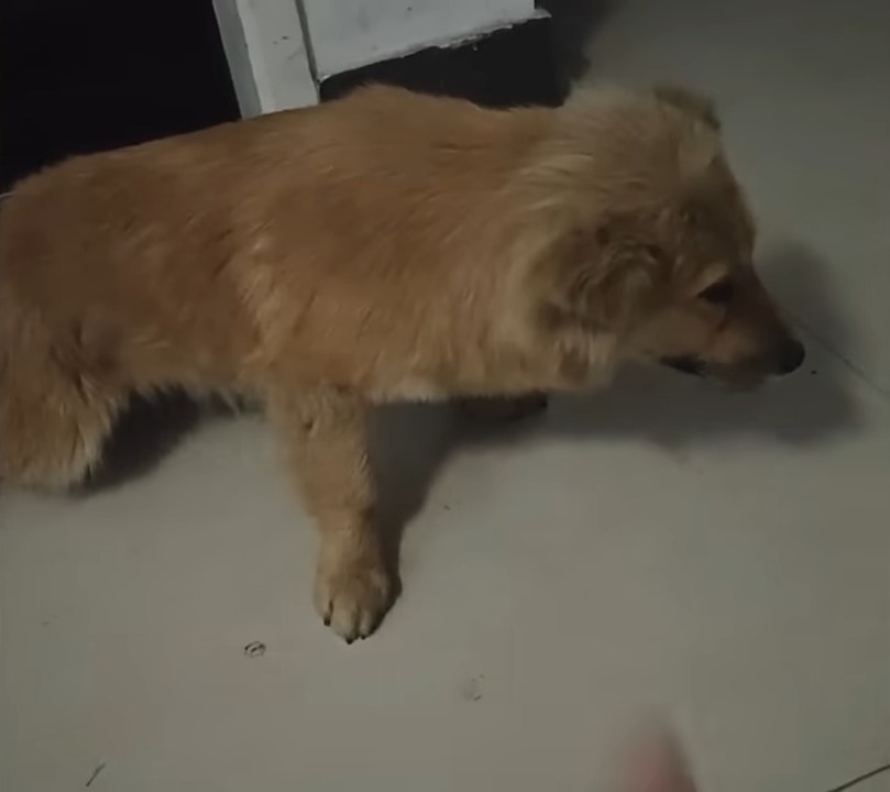 photo of abandoned dog indoors