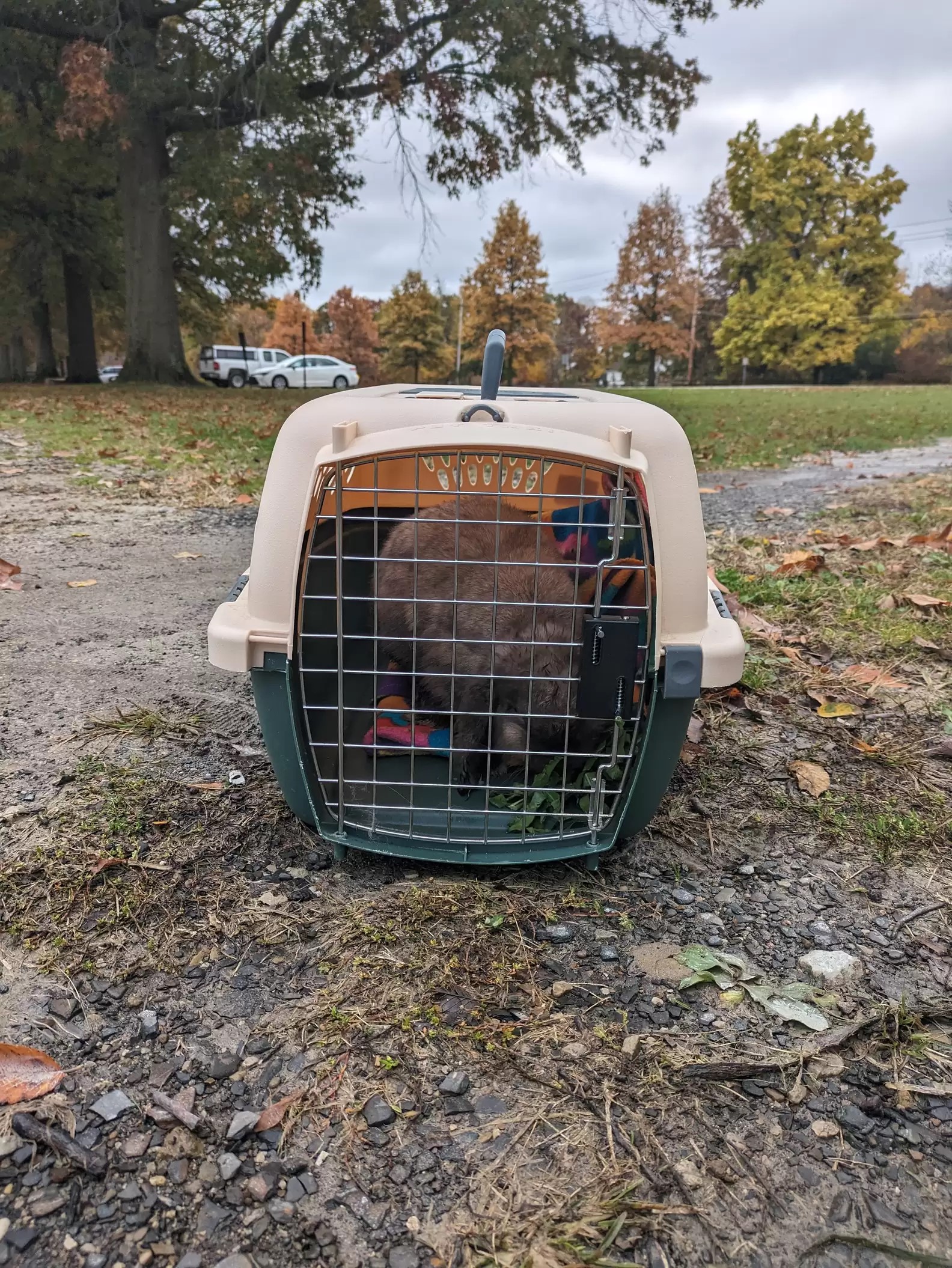 photo of animal in kennel