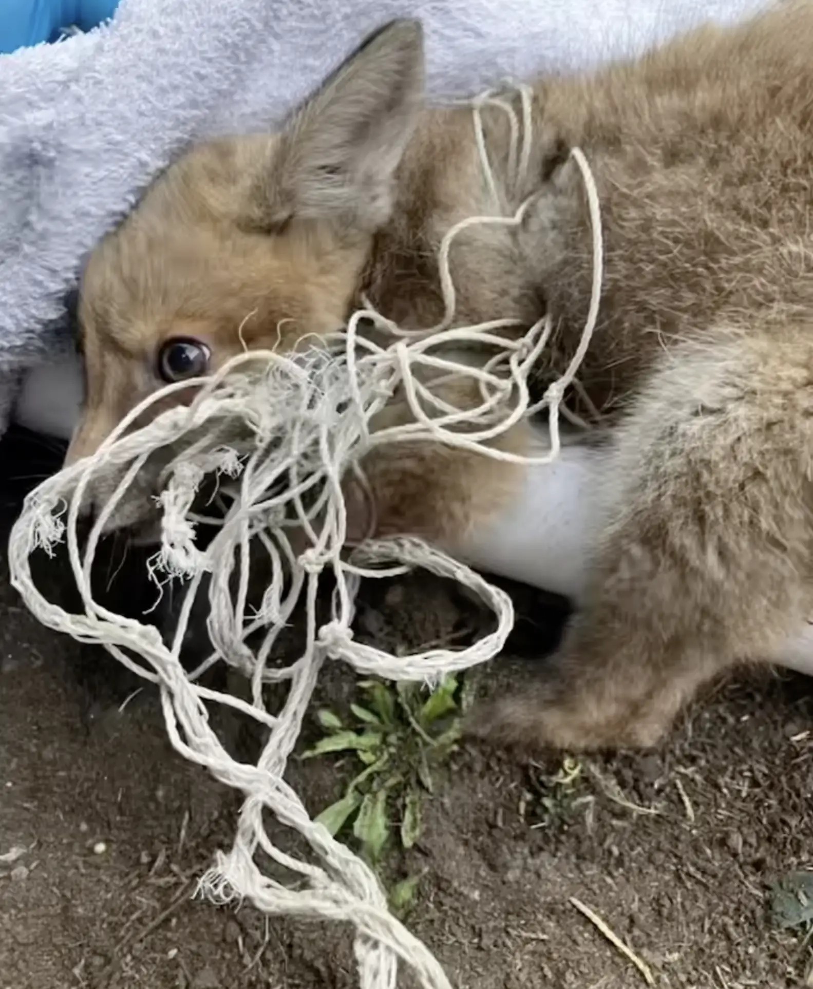 photo of cub with soccer net