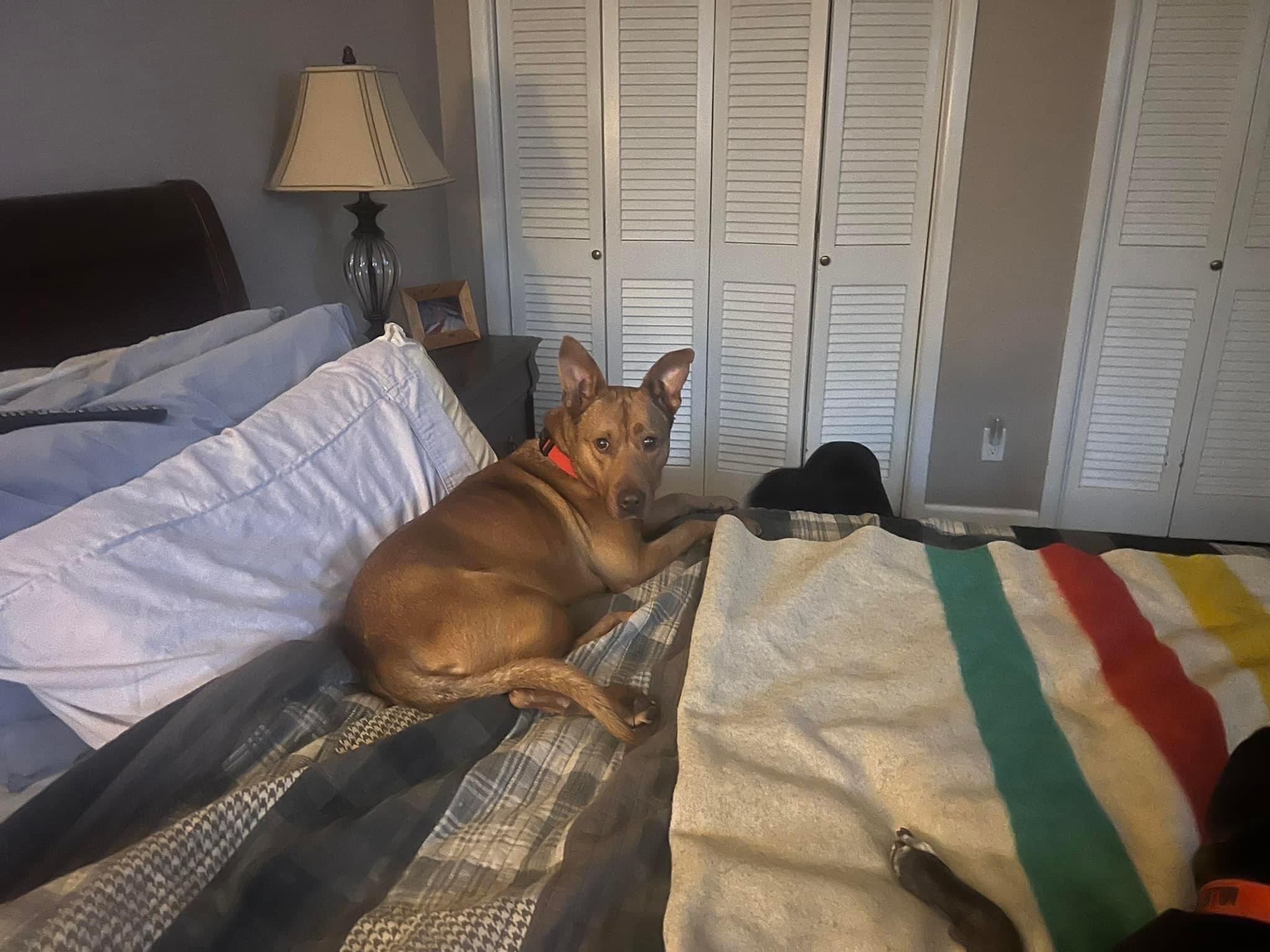 photo of dog habanero lying on bed