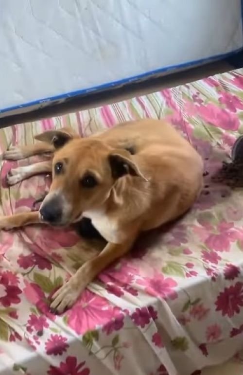 photo of dog lying on colorful sheet