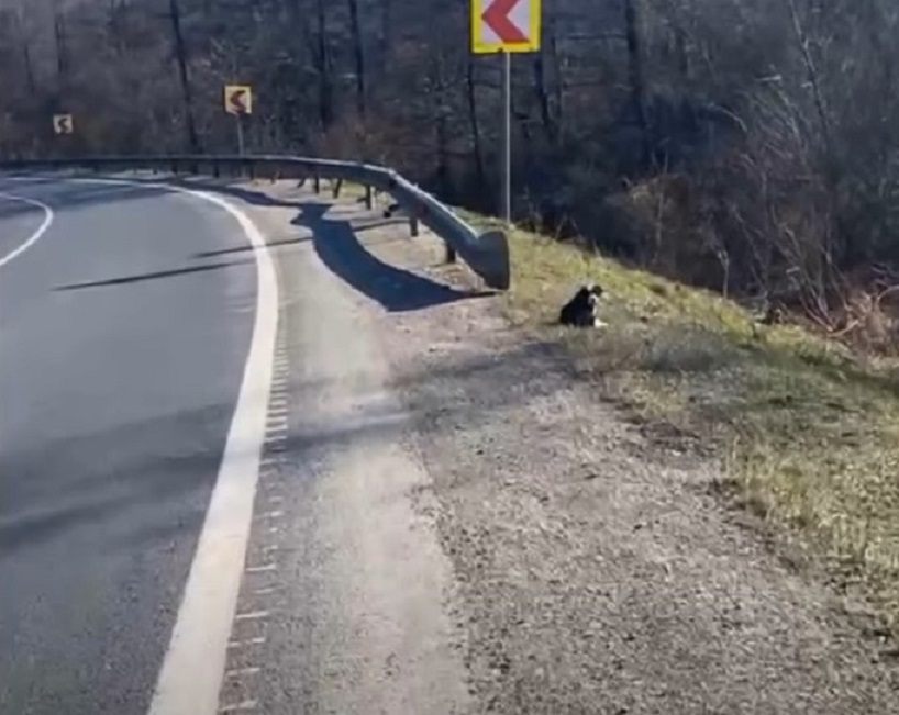 dog sitting on grass next to a road