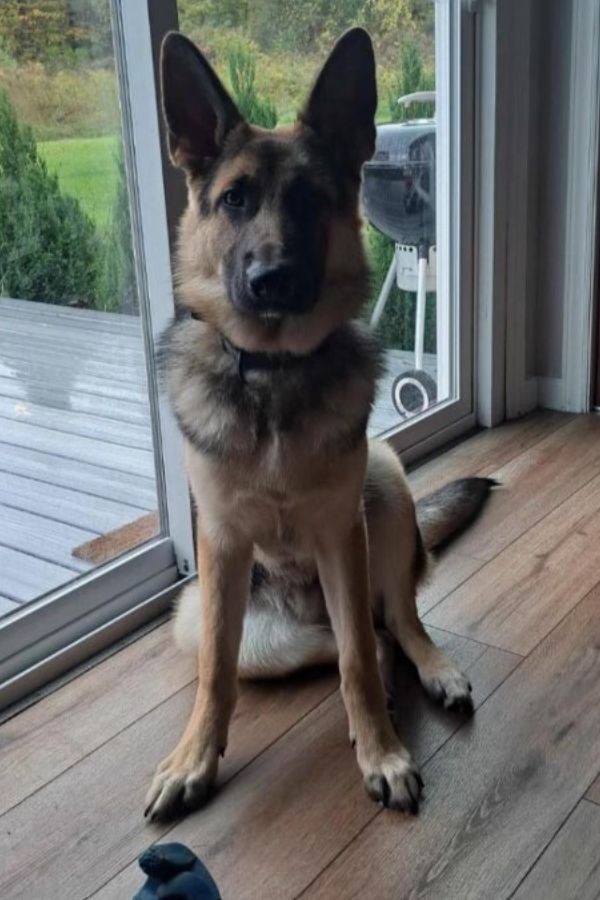 photo of dog sitting indoors