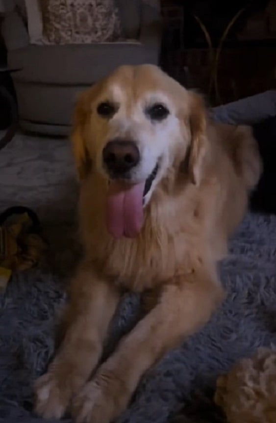 photo of golden retriever indoors